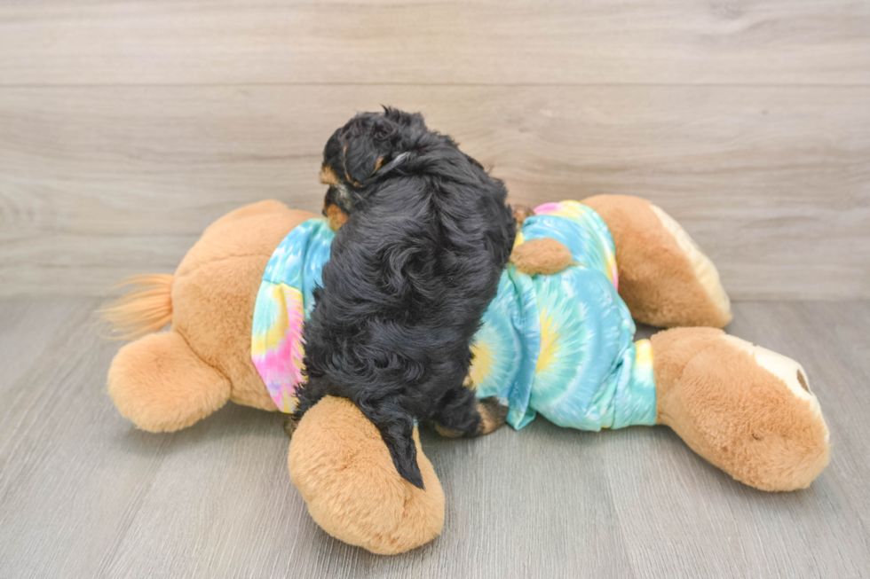 Energetic Yorkipoo Poodle Mix Puppy