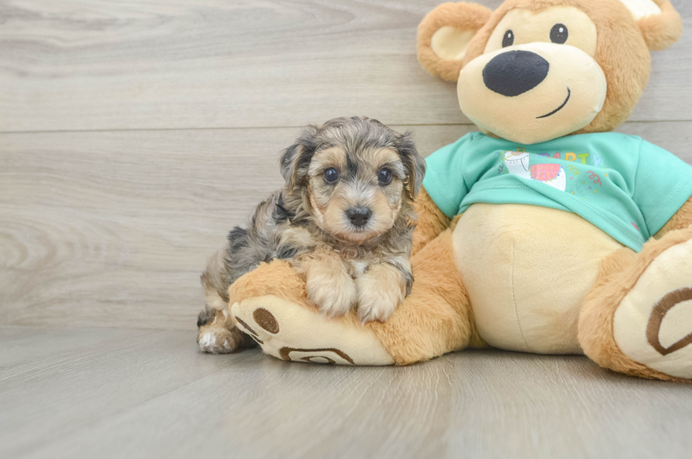 5 week old Yorkie Poo Puppy For Sale - Windy City Pups