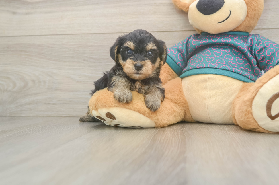 5 week old Yorkie Poo Puppy For Sale - Windy City Pups