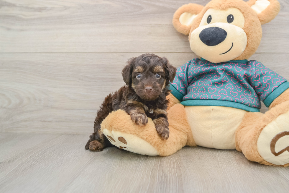 Cute Yorkie Poo Baby