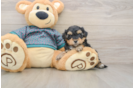 Yorkie Poo Puppy for Adoption