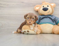 7 week old Yorkie Poo Puppy For Sale - Windy City Pups