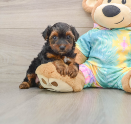 6 week old Yorkie Poo Puppy For Sale - Windy City Pups