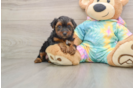 Yorkie Poo Puppy for Adoption