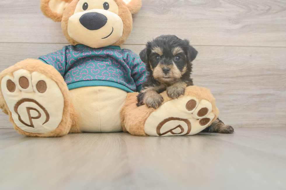 5 week old Yorkie Poo Puppy For Sale - Windy City Pups