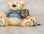 7 week old Yorkie Poo Puppy For Sale - Windy City Pups