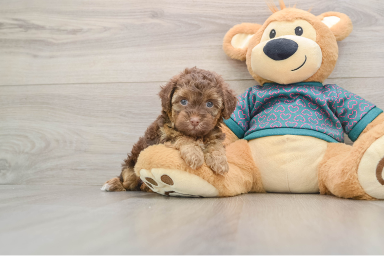 Hypoallergenic Yorkie Doodle Poodle Mix Puppy