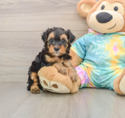 6 week old Yorkie Poo Puppy For Sale - Windy City Pups