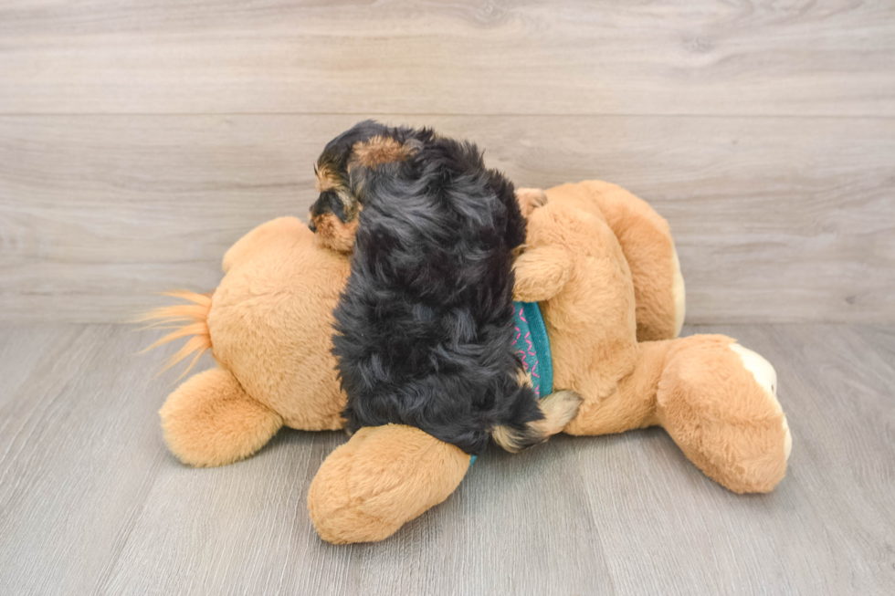 Petite Yorkie Poo Poodle Mix Pup
