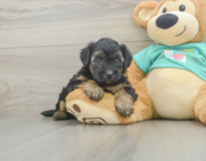 7 week old Yorkie Poo Puppy For Sale - Windy City Pups