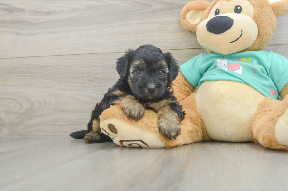 5 week old Yorkie Poo Puppy For Sale - Windy City Pups