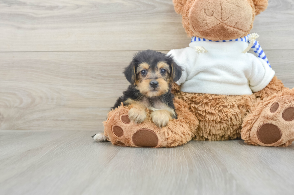 6 week old Yorkie Poo Puppy For Sale - Windy City Pups