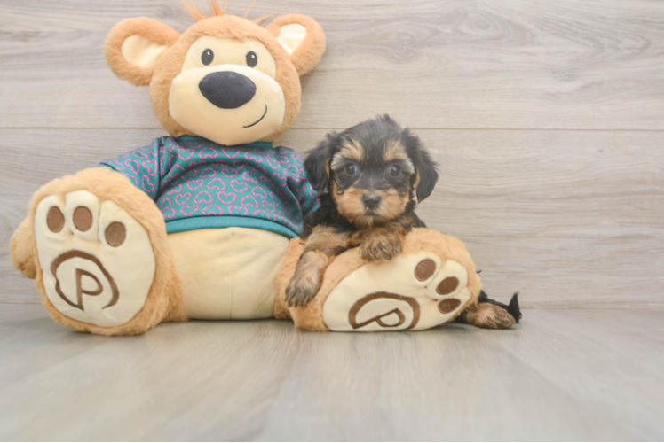 Best Yorkie Poo Baby