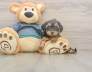 8 week old Yorkie Poo Puppy For Sale - Windy City Pups