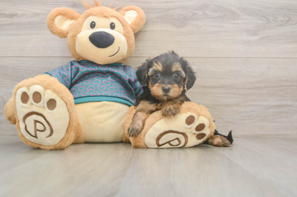 5 week old Yorkie Poo Puppy For Sale - Windy City Pups
