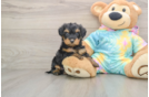 Sweet Yorkie Poo Baby