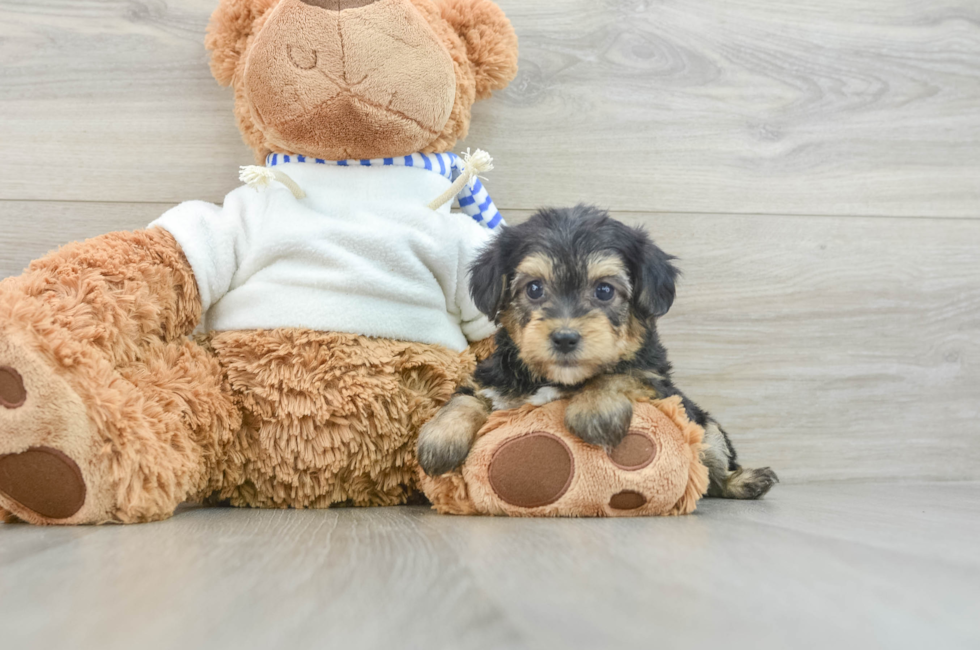 6 week old Yorkie Poo Puppy For Sale - Windy City Pups