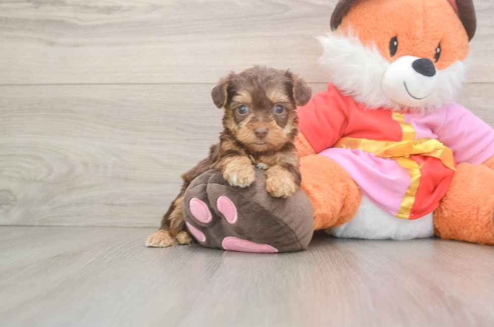5 week old Yorkie Poo Puppy For Sale - Windy City Pups