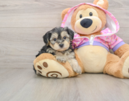 8 week old Yorkie Poo Puppy For Sale - Windy City Pups