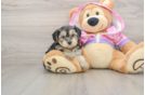 Yorkie Poo Pup Being Cute