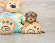 7 week old Yorkie Poo Puppy For Sale - Windy City Pups