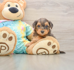 8 week old Yorkie Poo Puppy For Sale - Windy City Pups
