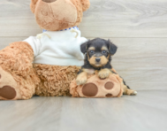 6 week old Yorkie Poo Puppy For Sale - Windy City Pups