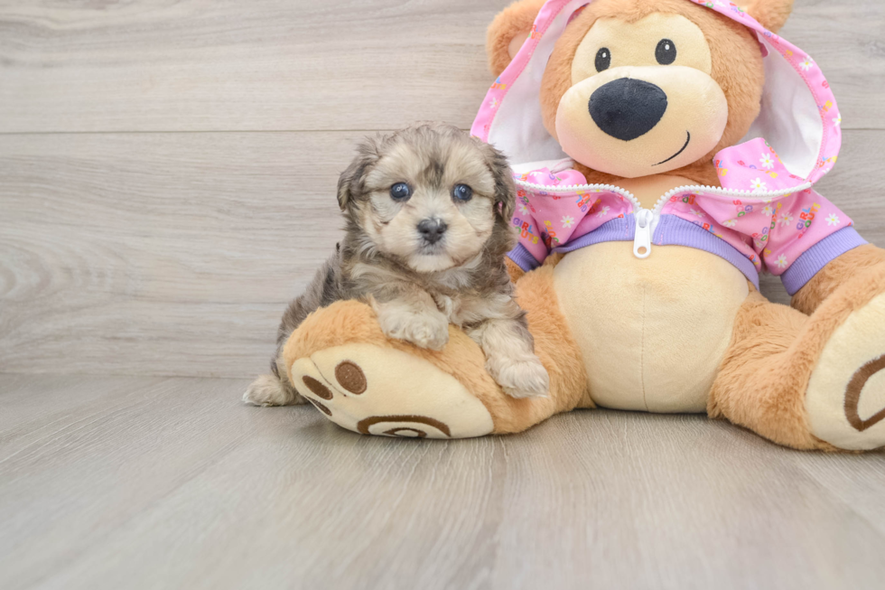 Yorkie Poo Pup Being Cute