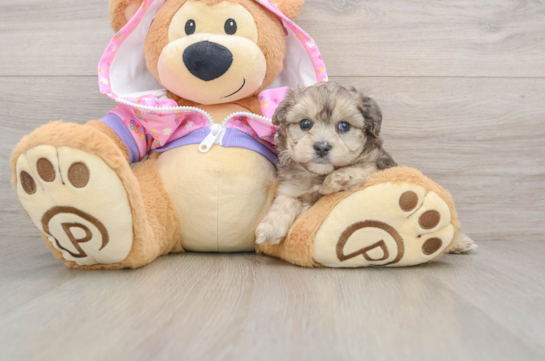 Friendly Yorkie Poo Baby