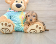 7 week old Yorkie Poo Puppy For Sale - Windy City Pups