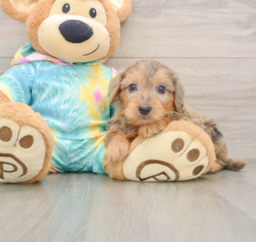 8 week old Yorkie Poo Puppy For Sale - Windy City Pups