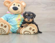 7 week old Yorkie Poo Puppy For Sale - Windy City Pups