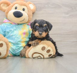8 week old Yorkie Poo Puppy For Sale - Windy City Pups