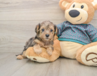 9 week old Yorkie Poo Puppy For Sale - Windy City Pups