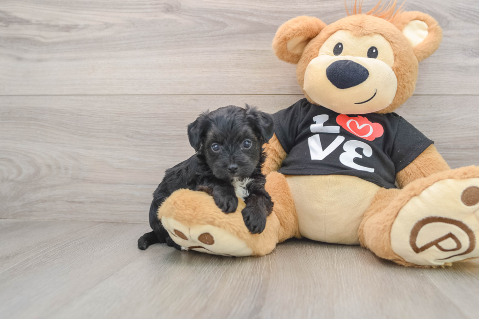 Yorkie Poo Puppy for Adoption