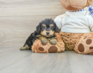 8 week old Yorkie Poo Puppy For Sale - Windy City Pups