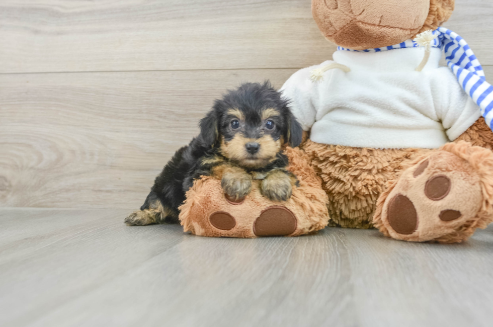 6 week old Yorkie Poo Puppy For Sale - Windy City Pups