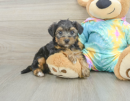 8 week old Yorkie Poo Puppy For Sale - Windy City Pups