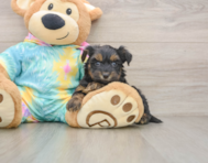 7 week old Yorkie Poo Puppy For Sale - Windy City Pups