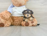 6 week old Yorkie Poo Puppy For Sale - Windy City Pups