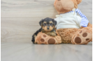 Popular Yorkie Poo Poodle Mix Pup