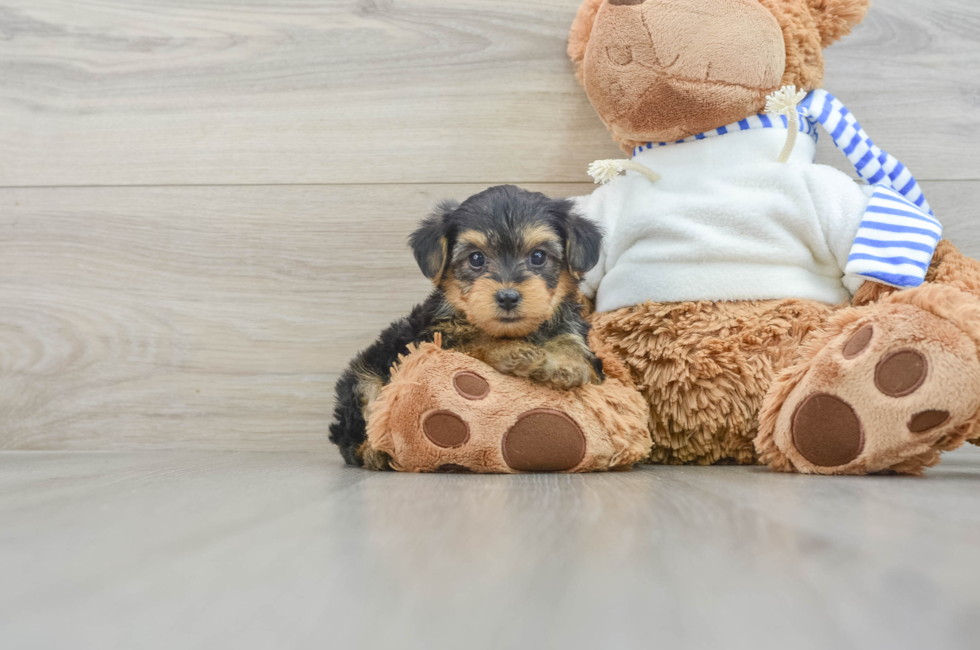 6 week old Yorkie Poo Puppy For Sale - Windy City Pups