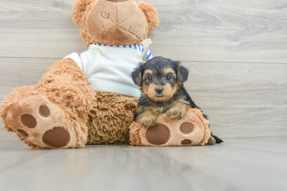 Yorkie Poo Puppy for Adoption