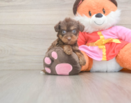 9 week old Yorkie Poo Puppy For Sale - Windy City Pups