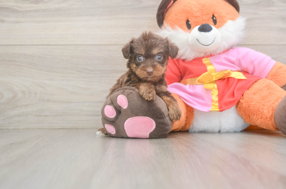 5 week old Yorkie Poo Puppy For Sale - Windy City Pups