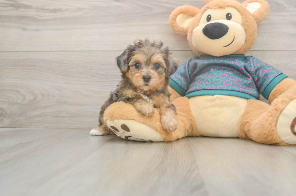 5 week old Yorkie Poo Puppy For Sale - Windy City Pups