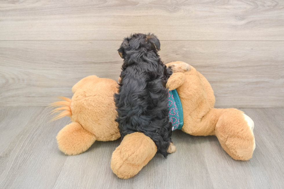 Yorkie Poo Puppy for Adoption