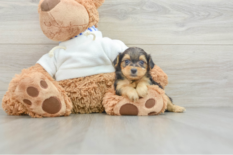 Cute Yorkie Poo Baby