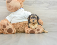 7 week old Yorkie Poo Puppy For Sale - Windy City Pups