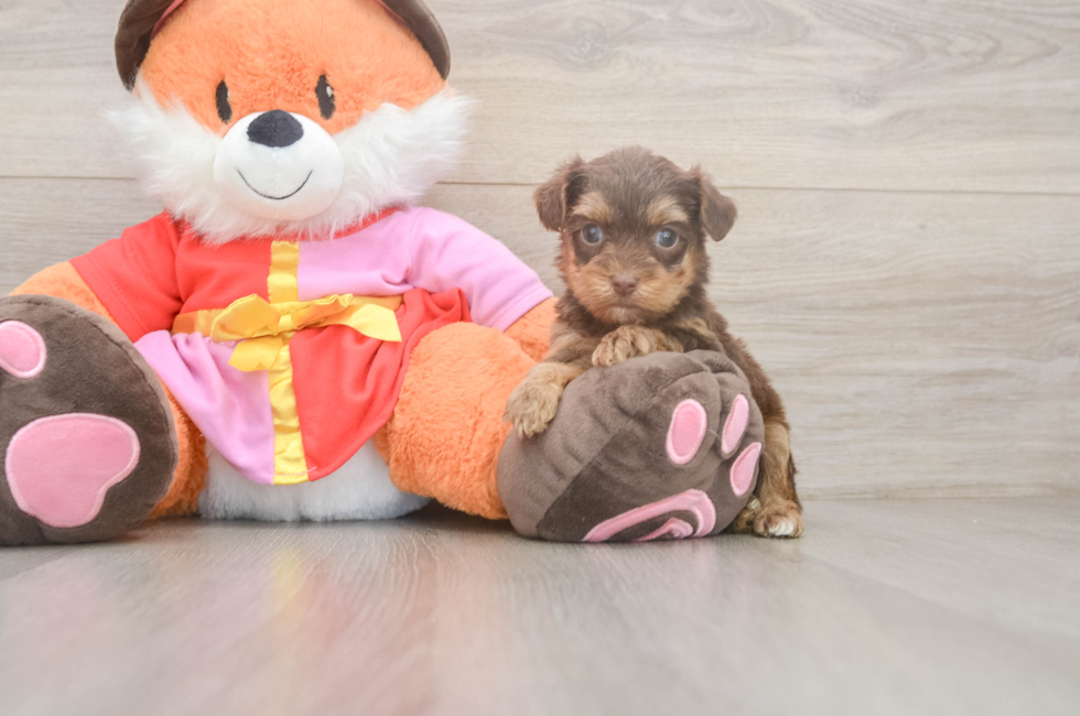 5 week old Yorkie Poo Puppy For Sale - Windy City Pups